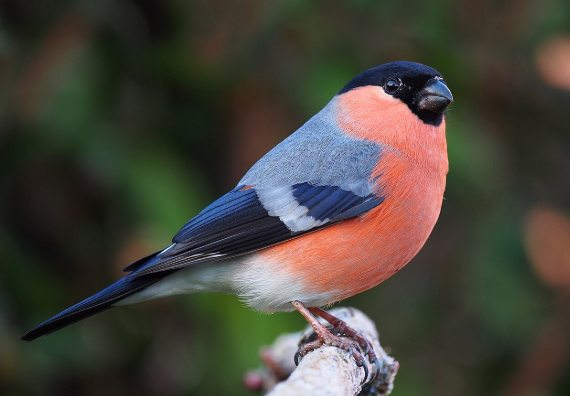 Bird